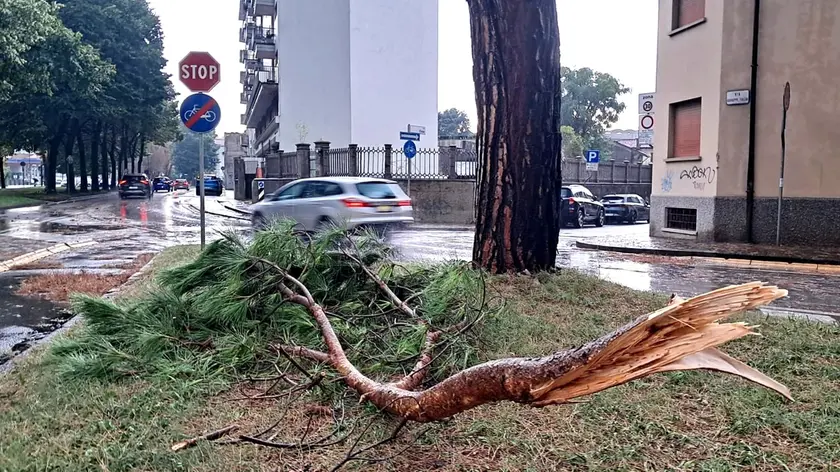 Alberi spezzati in via Tullio a Udine