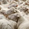 La Bluetongue, il virus della lingua blu, preoccupa il mondo degli allevatori del Friuli Venezia Giulia