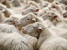 La Bluetongue, il virus della lingua blu, preoccupa il mondo degli allevatori del Friuli Venezia Giulia