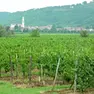 Vigne nella zona di Cormons. Nel comune del Collio è stata segnalata la presenza di Aleurodide Spinoso