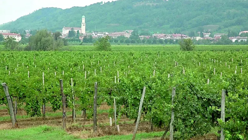 Vigne nella zona di Cormons. Nel comune del Collio è stata segnalata la presenza di Aleurodide Spinoso