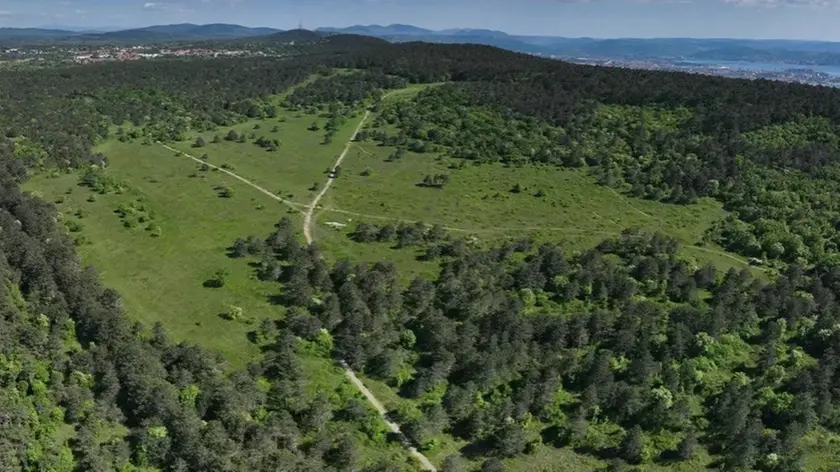 Un’immagine aerea di Monte Grisa dov’è partita la bonifica di alcuni tipi di alberature