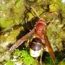 Un esemplare di vespa orientalis, con il tipico giallo sull’addome, che funziona come una “pannello solare