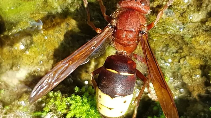Un esemplare di vespa orientalis, con il tipico giallo sull’addome, che funziona come una “pannello solare