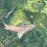 Lo squalo palombo avvistato a Grignano fotografato da Stefano Corrò