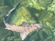 Lo squalo palombo avvistato a Grignano fotografato da Stefano Corrò
