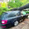 Un albero caduto su un’auto a Lignano (foto Petrussi)