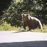 Un orso in un'immagine d'archivio