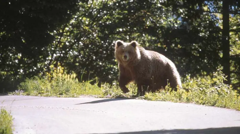 Un orso in un'immagine d'archivio