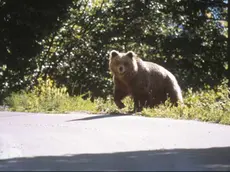 Un orso in un'immagine d'archivio