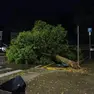 Uno degli alberi sradicati a Ronchi dei Legionari (Bonaventura)