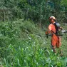 Una passata disinfestazione a Trieste (Massimo Silvano)