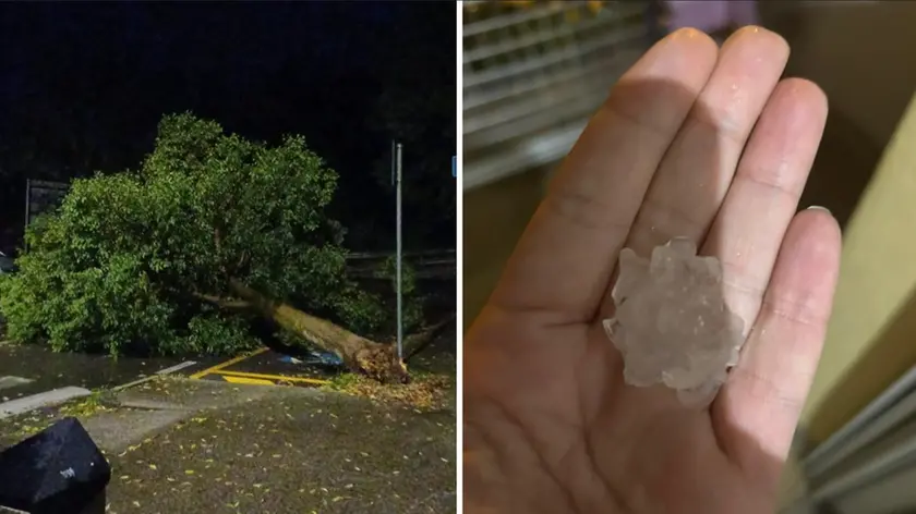 A sinistra un albero divelto dal maltempo,a destra un chicco di grandine caduto martedì 16 settembre a Trieste