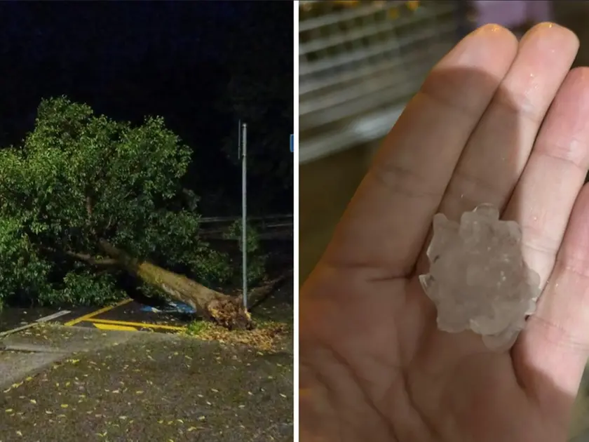 A sinistra un albero divelto dal maltempo,a destra un chicco di grandine caduto martedì 16 settembre a Trieste