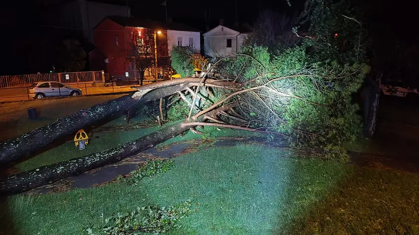Un albero abbattuto dal forte vento a Gradisca d’Isonzo in una foto della Protezione civile
