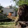 Il grande olmo sradicato dal vento vicino all’asilo. Foto Katia Bonaventura