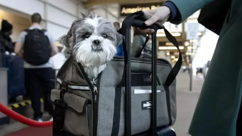 Un cagnolino in aeroporto (foto d'archivio)