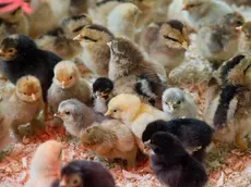 Un gruppo di pulcini
