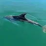 Il delfino che ha attirato l’attenzione nuotando in Sacchetta