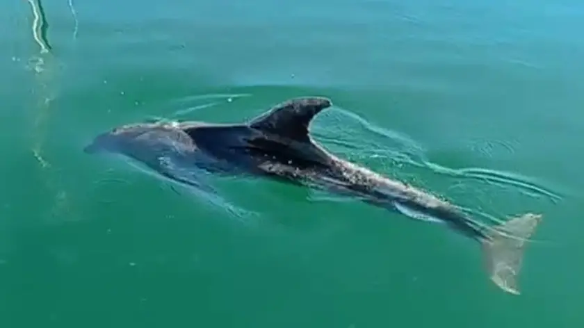 Il delfino che ha attirato l’attenzione nuotando in Sacchetta