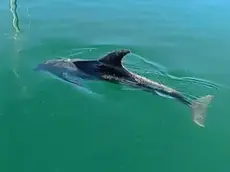 Il delfino che ha attirato l’attenzione nuotando in Sacchetta