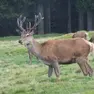 Un cervo nel bosco del Cansiglio