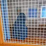 Madre Maria Amata Chiara nel parlatoio del monastero (Bumbaca)