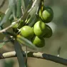 Raccolta delle olive, è partita la stagione. Foto istra.hr