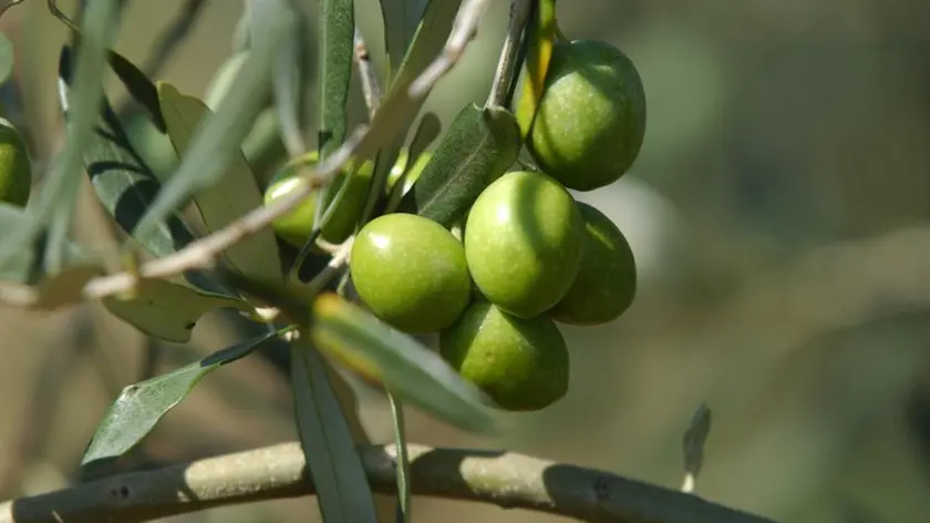Raccolta delle olive, è partita la stagione. Foto istra.hr