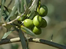 Raccolta delle olive, è partita la stagione. Foto istra.hr