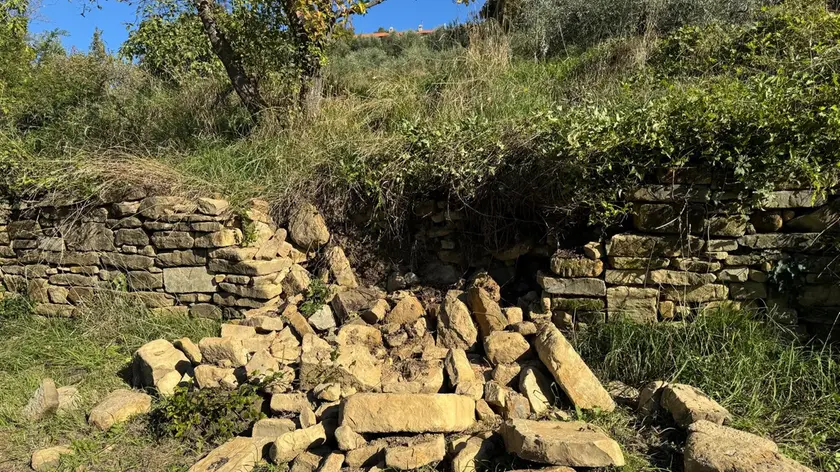 Un muro a secco abbattuto nella zona fra Lazzaretto e Muggia Vecchia