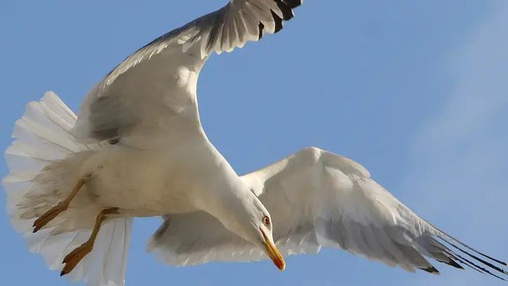 Un gabbiano in picchiata, sempre più episodi che vedono gli uccelli colpire l’uomo (Foto d'archivio Lasorte)