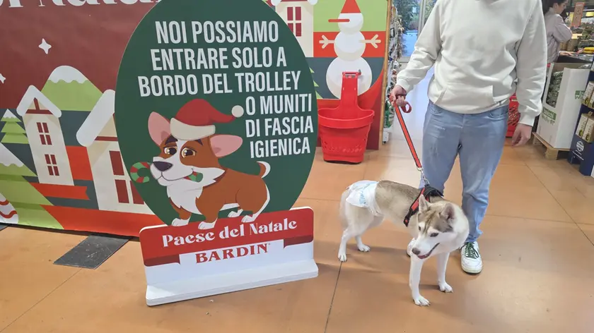 Pannolino per i cani in visita al villaggio di Natale del Garden Center di Villorba