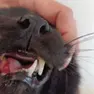 Il proprietario mostra le ferite riportate dal suo gatto