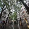 Alcuni esemplari di viale XX Settembre che lunedì prossimo verranno sottoposti al test foto Lasorte