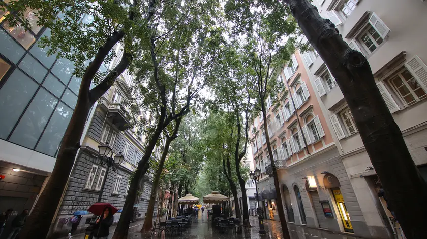 Alcuni esemplari di viale XX Settembre che lunedì prossimo verranno sottoposti al test foto Lasorte
