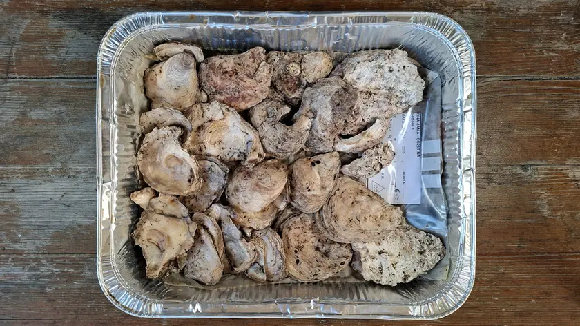 Le ostriche rinvenute nella grotta carsica