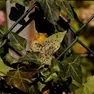 Gli effetti sulle piante dell’aleurodide spinoso che è un insetto invasivo Foto Ersa Fvg