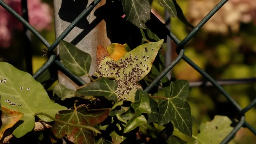 Gli effetti sulle piante dell’aleurodide spinoso che è un insetto invasivo Foto Ersa Fvg