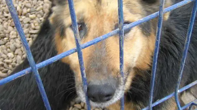 Un cane in una foto di archivio