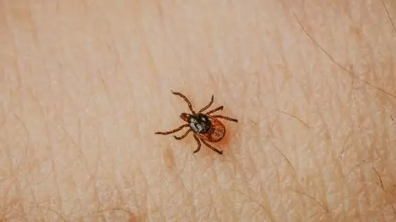 Il cambiamento climatico ha generato nuove varietà di zecche, che portano nuove malattie