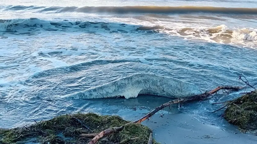 Il delfino spiaggiato in Costa Azzurra