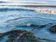 Il delfino spiaggiato in Costa Azzurra