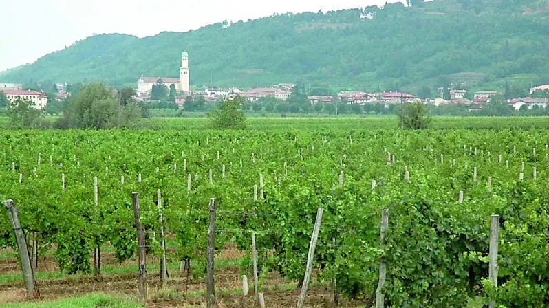 Vigne nella zona di Cormons. Nel comune del Collio è stata segnalata la presenza di Aleurodide Spinoso