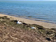 Moria di cigni tra Lignano e Grado
