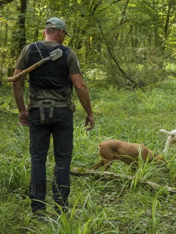Un cercatore di tartufi con i suoi cani in un bosco dell’Istria