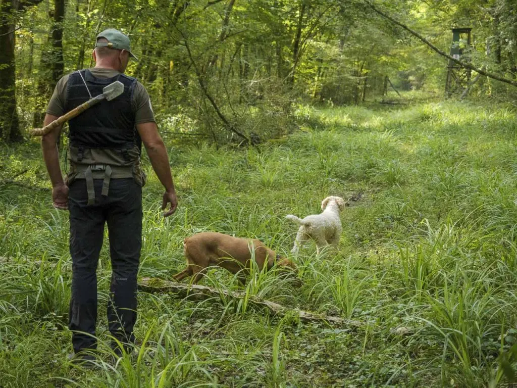 Un cercatore di tartufi con i suoi cani in un bosco dell’Istria