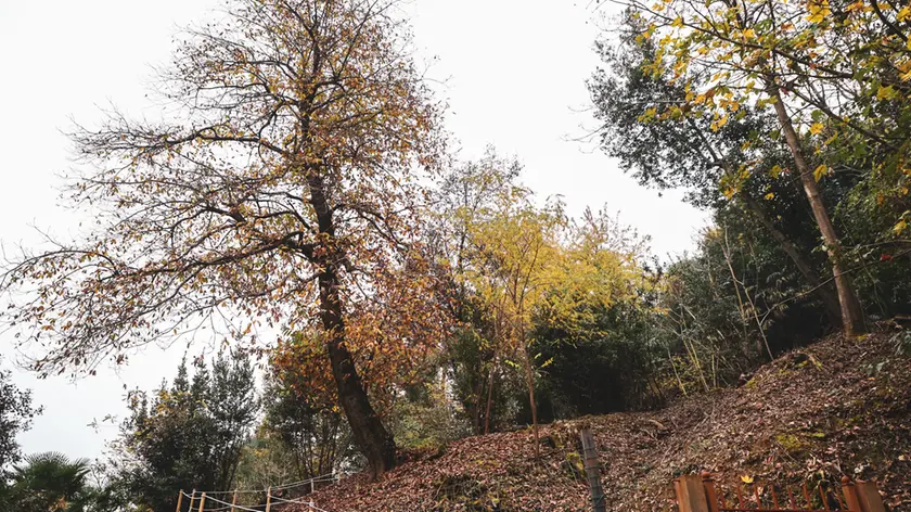 Il castagneto di Borgo Fratta frutto di una collaborazione fra Comune, Regione e privati (Tibaldi)