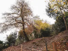 Il castagneto di Borgo Fratta frutto di una collaborazione fra Comune, Regione e privati (Tibaldi)