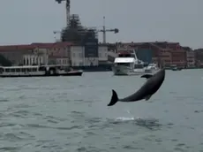 Il delfino "Mimmo" in bacino San Marco